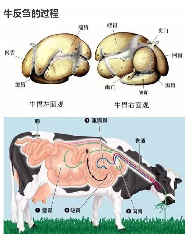 饲料添加剂