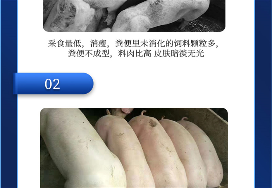 尊龙凯时中国动保猪饲料添加剂肥猪王产品介绍