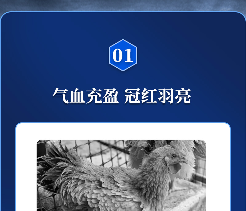 红蛋大师最新详情页_02