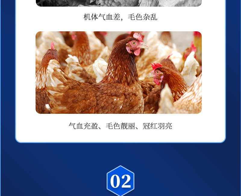 红蛋大师最新详情页_03