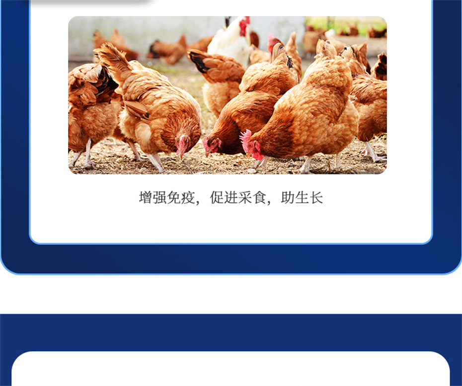 尊龙凯时中国动保禽饲料添加剂健立血禽产品介绍